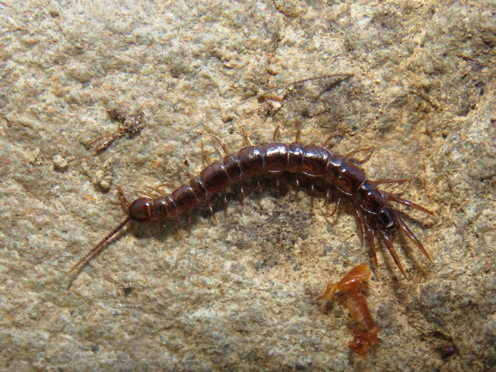 Lithobius forficatus? both?